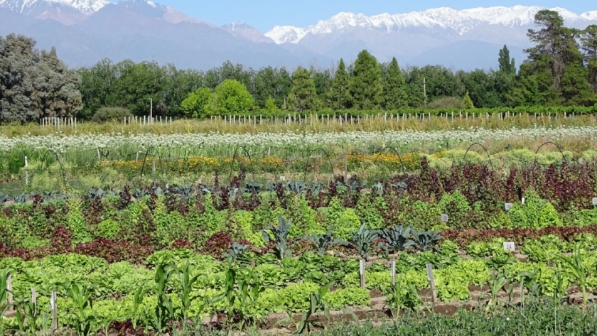 La agricultura regenerativa se extiende en la región Cuyo