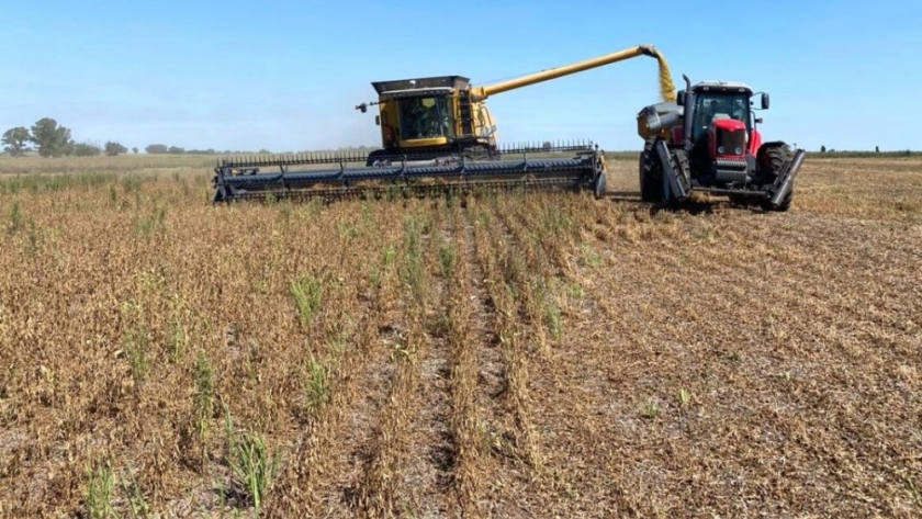 Para la industria argentina hoy es más rentable importar soja brasilera que comprarla localmente