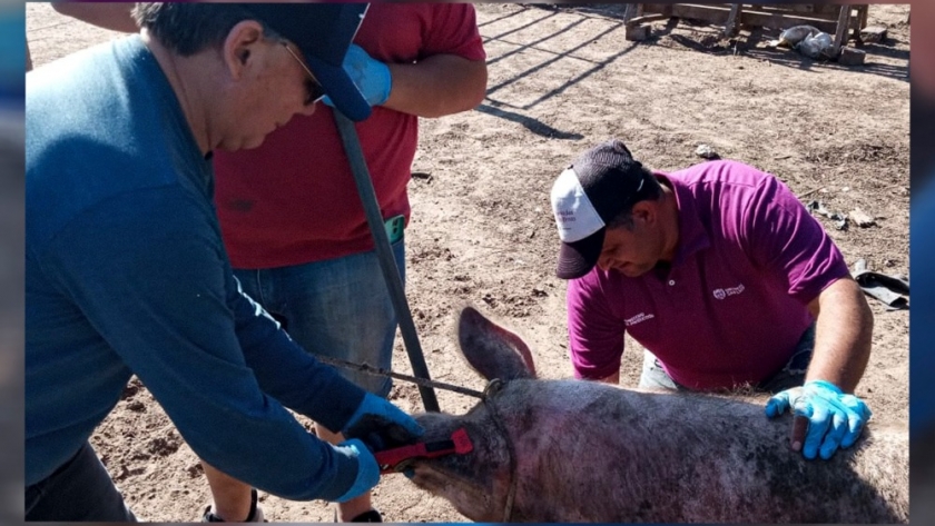 Potencian la producción porcina en San Gerónimo