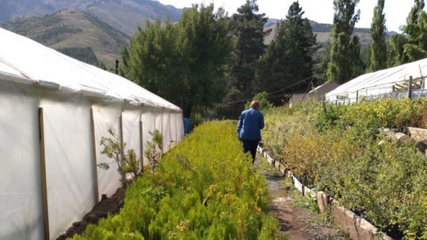 Viveros provinciales adaptan sus ventas en cuarentena
