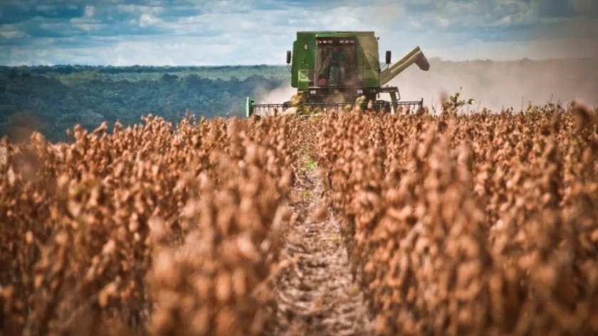 Caída del dólar CCL y el impacto en la soja: desafíos para los productores