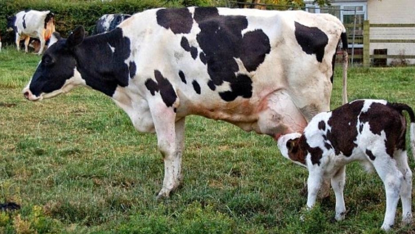 Vacas lecheras sanas y productivas