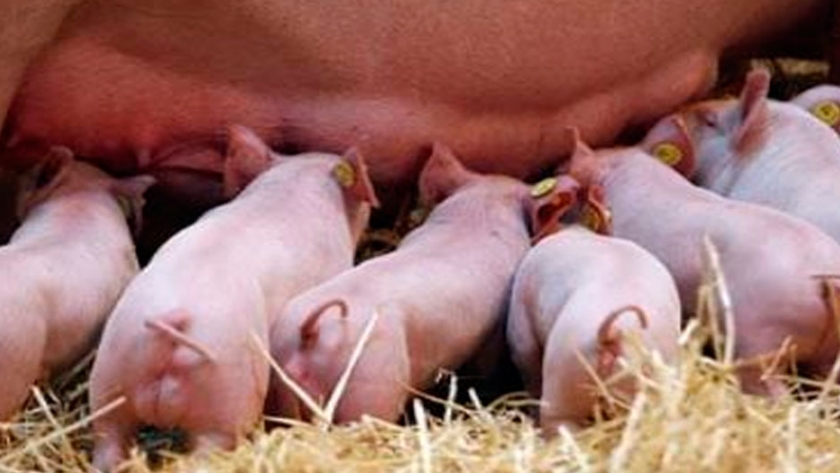 Choice Genetics presentó su programa de nutrición de cerdas prolíficas CG36