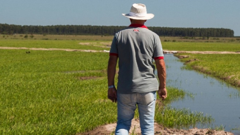 La sequía malogró casi la mitad de la cosecha de arroz, pero reflotó el viejo sueño del acueducto Mandisoví, que permitiría regar 30 mil hectáreas con aguas de la represa Salto Grande