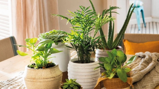 <Cómo prevenir y combatir las plagas en tus plantas de interior