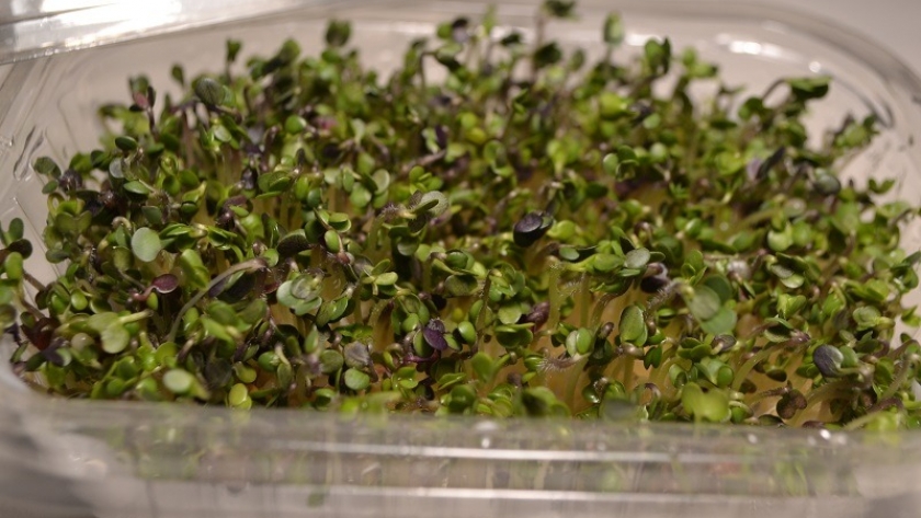 Germinados, brotes y microgreens: los alimentos vivos que marcan tendencia