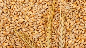La cebada en Argentina con más problemas que el trigo