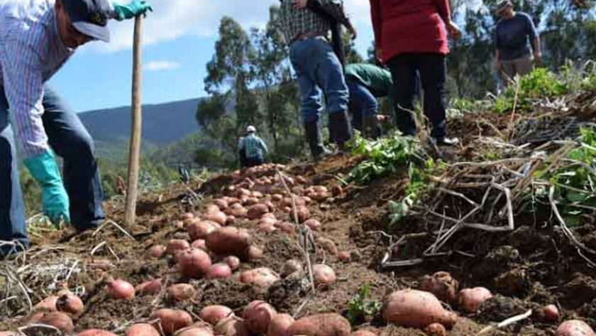 Productor de papa logra rendimiento récord en Samaipata
