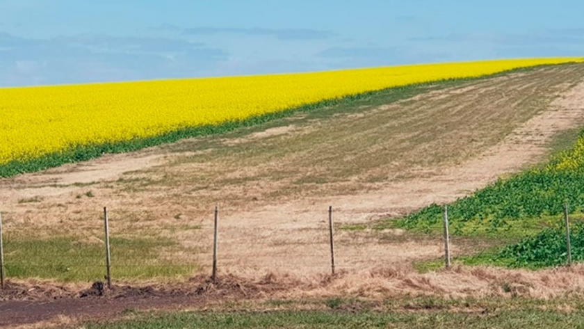 Cultivos de inverno con buen potencial de rendimiento en Uruguay