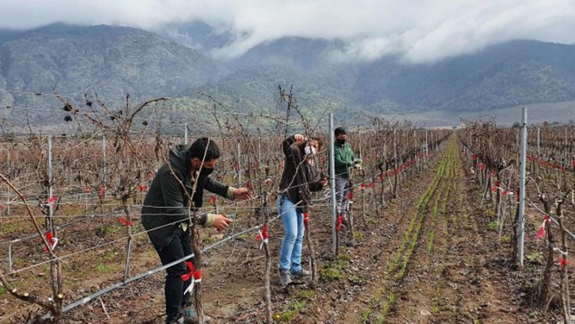 Poda tardía: técnica para mitigar los efectos del cambio climático en viticultura