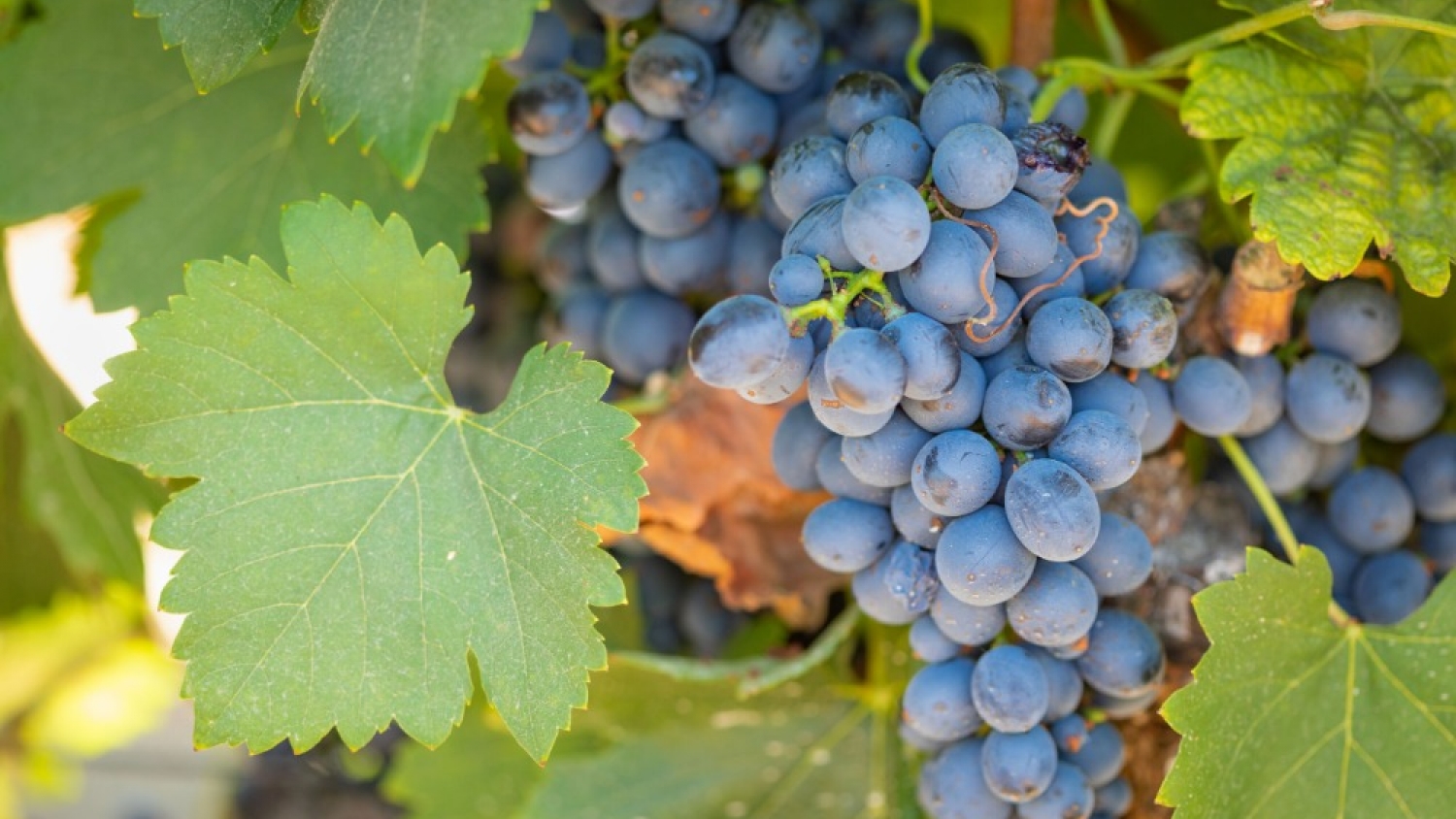 Vinos patagónicos: fuerte impulso a  variedades adaptadas al frío y consolida el crecimiento en Chubut
