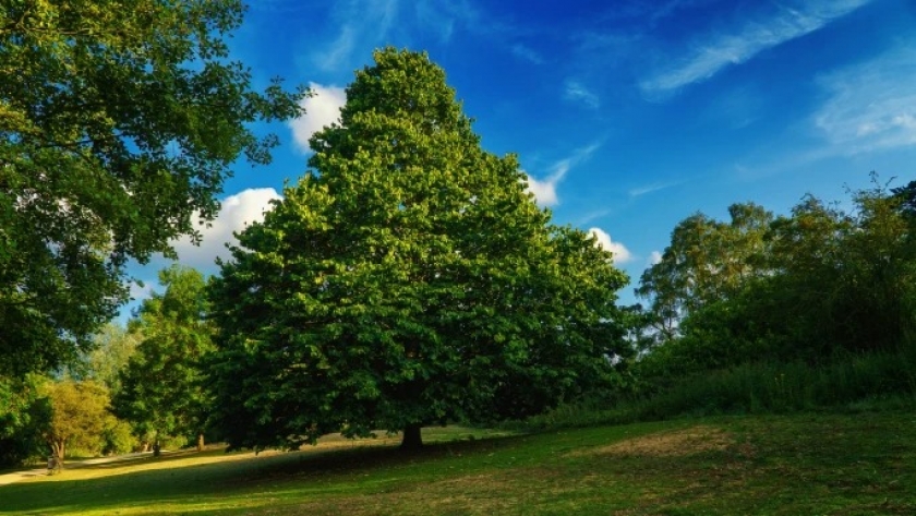 Bosques de robles ingleses responden al cambio climático con mayor producción de madera