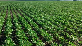 ¿La soja a US$ 400?