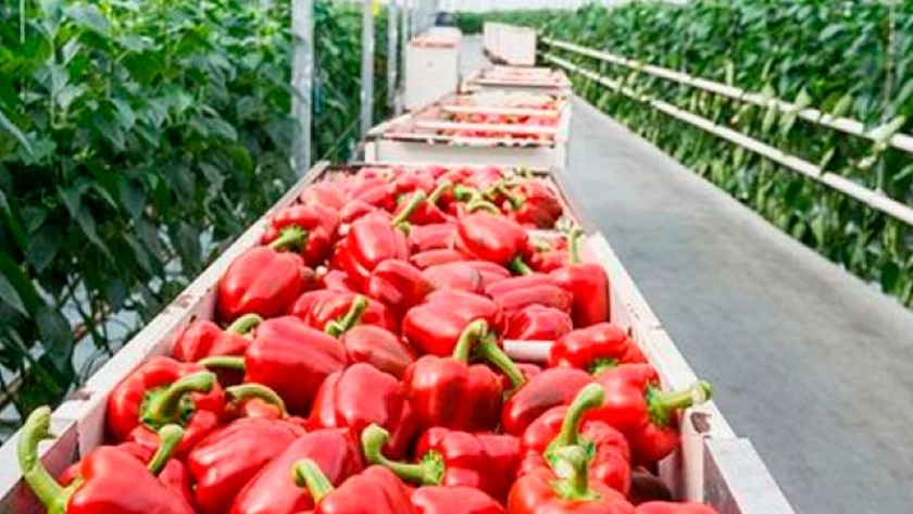 El programa Pimiento Correntino suma productores para su Fondo Rotatorio