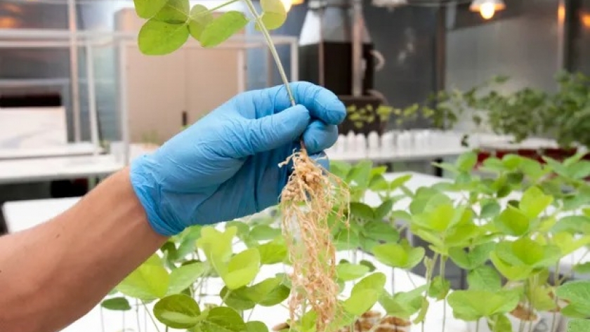 Inocuidad, efectividad y compatibilidad: los tres mitos de los bioinsumos
