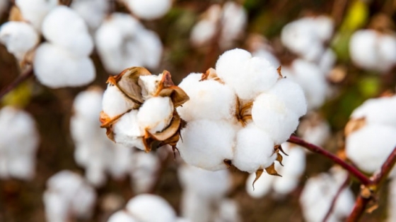 El algodón y su versatilidad en la industria