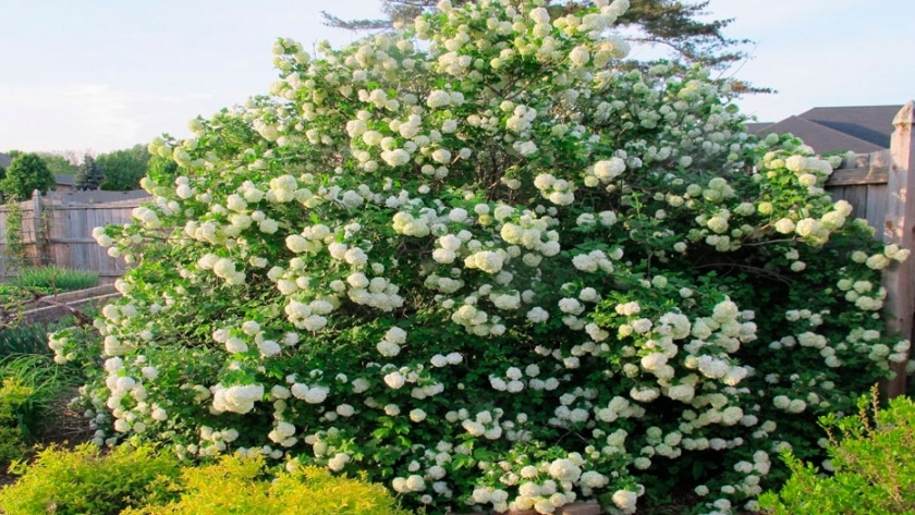 ¿Qué son los Viburnum caducos?