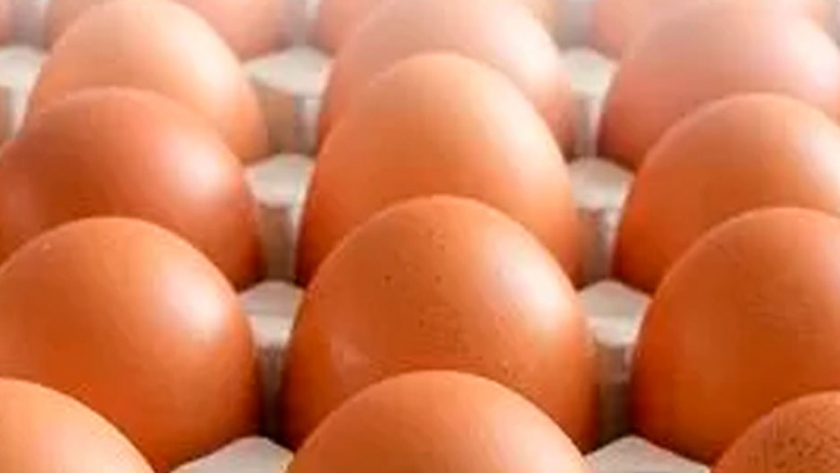 Más de la mitad de las gallinas de Francia están en sistemas alternativos en 2019