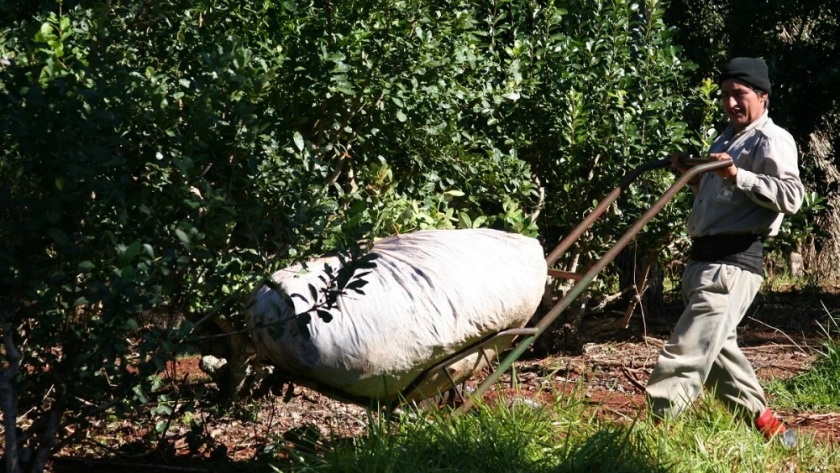 El Área Técnica del Instituto Nacional de la Yerba Mate llevó adelante durante el año 2023