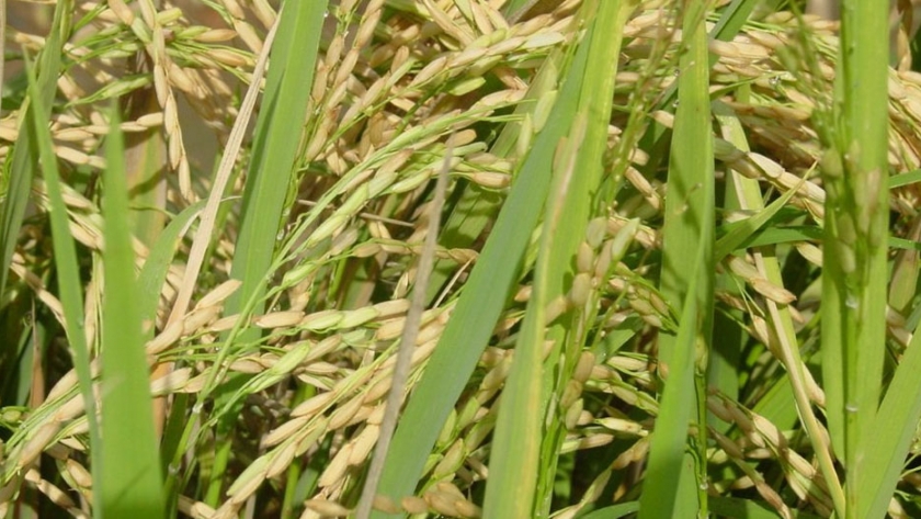 Consejo nacional del arroz reiteró las metas de producción para el primer semestre