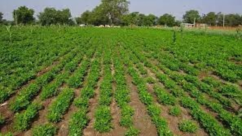 Culminan  capacitaciones del Programa de Implantación y Renovación de Pasturas Perennes y del Cultivo de Maní