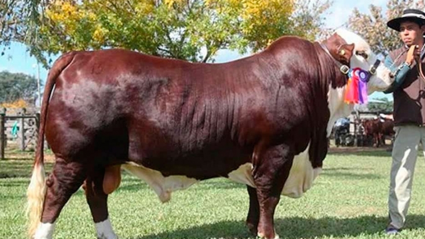 Braford Junior lanzó plataforma para acercar jóvenes a más de 100 empresas del agro