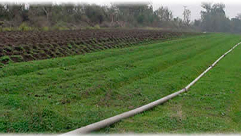 Cultivo del zapallo en Entre Rios