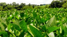 El aumento en la siembra de soja en Brasil será el mayor en 6 años