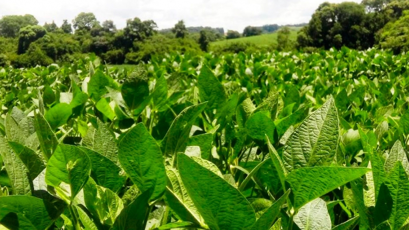 El aumento en la siembra de soja en Brasil será el mayor en 6 años