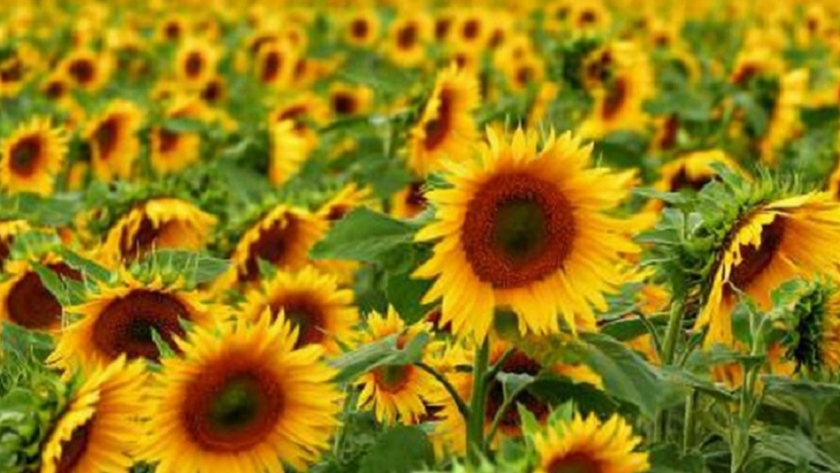 Oeste de Buenos Aires y La Pampa: baja girasol, sube maíz