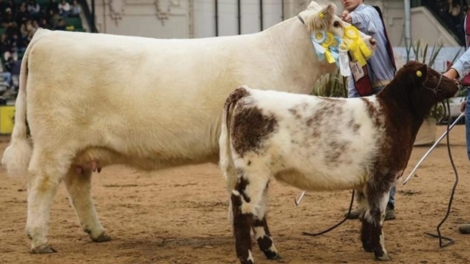 Una vaca argentina fue elegida como la mejor Shorthorn del mundo y volvió a poner a la ganadería nacional en la cima