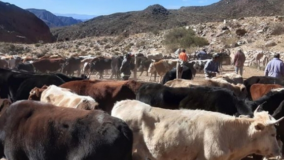 El municipio Famatina reanudó la campaña de vacunación antiparasitaria bovina