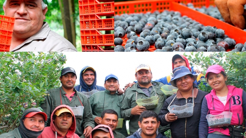 Arándanos Argentinos con sabor social