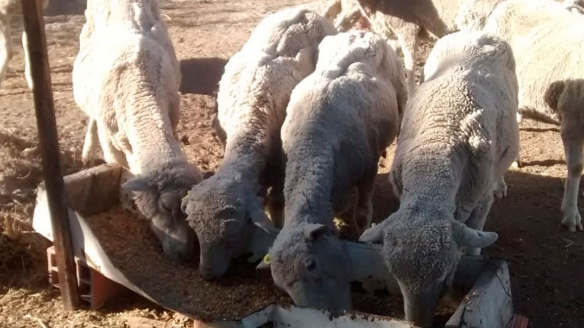 Aprovechar residuos de la cerveza para alimentar ovinos