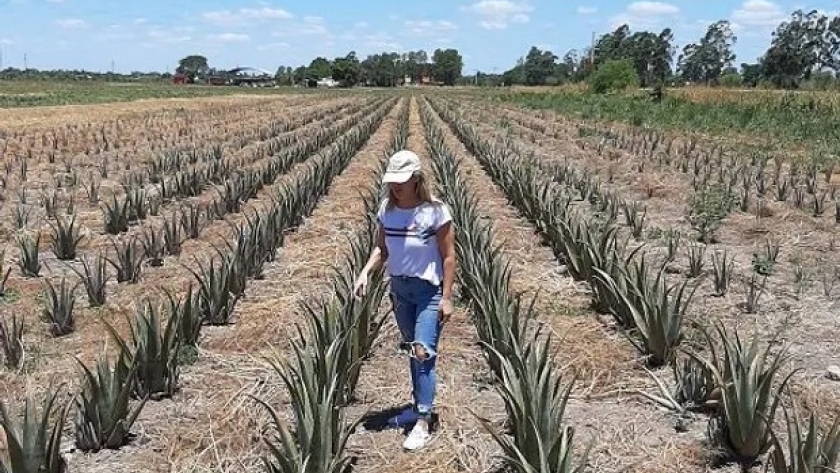 La reina del aloe vera: trajo una variedad de Europa por US$ 1 y ya produce 40.000 plantines con 12 productores