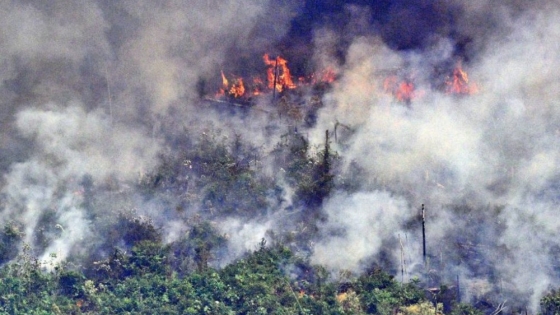 Brasil quema por año un área similar a las de las provincias de Buenos Aires y Córdoba