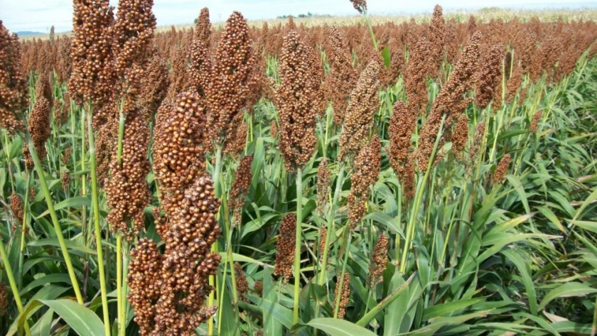 Agricultura suma nuevas herramientas para el monitoreo de cultivos de sorgo y maíz