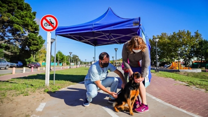 Vacunación Antirrábica en Pinamar