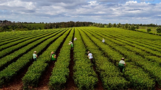 El 50% de los cultivos de té misioneros cuentan con certificaciones de agricultura sostenible