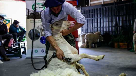 La exportación de lana argentina creció más de 30% en valor y 45% en volumen