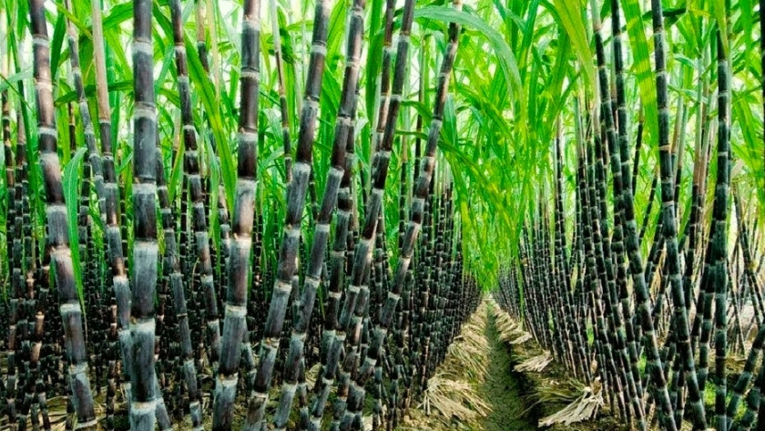Buscan obtener biocombustibles de segunda generación