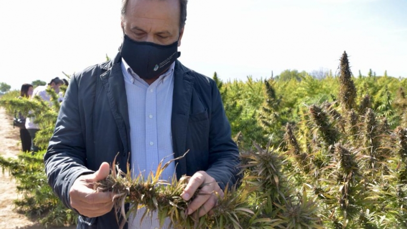 Cannabis medicinal: se presentaron las primeras variedades nacionales de semillas que se incorporan al Registro Nacional de Cultivares