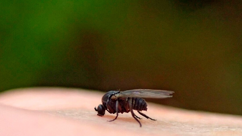 Científicos buscan erradicar a una especie de jején que colonizó el Río Salado