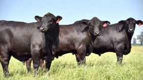 Darío Groppo: “La ganadería argentina está preparada para todo, tiene un poder de adaptación increíble y es imposible de parar”