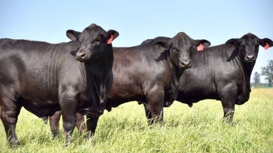 Darío Groppo: “La ganadería argentina está preparada para todo, tiene un poder de adaptación increíble y es imposible de parar”