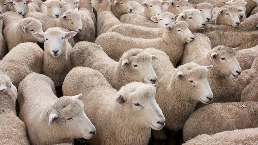 Con la ejecución de la Ley Ovina mejora la sanidad del rodeo y crece la cantidad de cabezas en producción