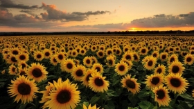 El precio del girasol continúa destacándose