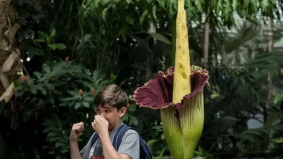 El Aro Gigante: una maravilla de la naturaleza que despierta curiosidad y olores peculiares