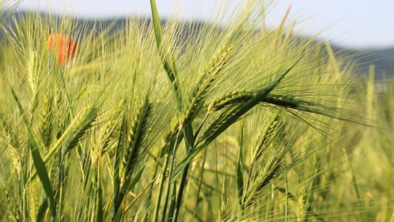 Analizan cultivares de trigo que pueden competir contra malezas resistentes