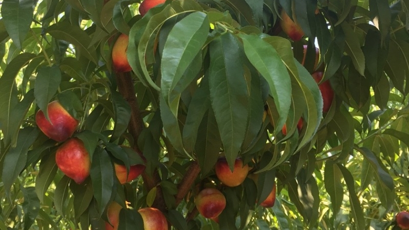 Presentan un nuevo cultivar de nectarina